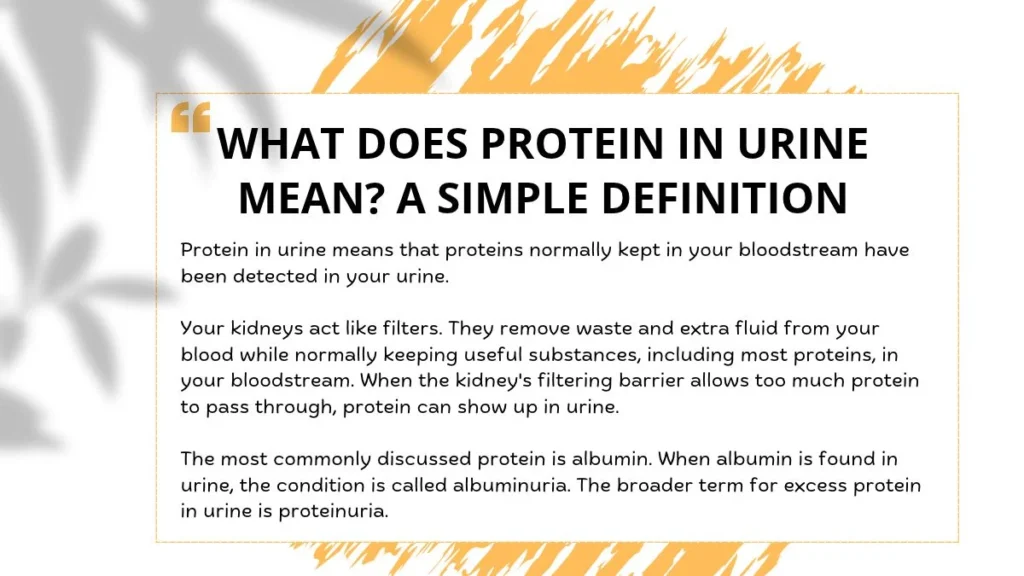 What Does Protein in Urine Mean? A Simple Definition
